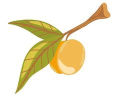 Branch with apricot. Ripe garden plant. Apricot fruit and green leaves. Juicy natural healthy farm fruit, organic production. Vector cartoon illustration isolated on white background