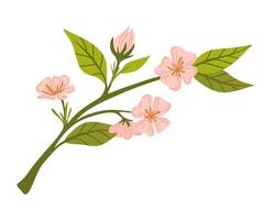 Branch with flowers. Apricot flowers. Spring flowering. Buds and green leaves.Vector cartoon illustration isolated on white background
