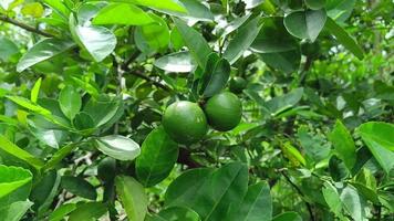 gröna citroner på trädet. bakgrunden av grönt löv video
