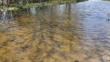 uno specchio d'acqua con piccole increspature in superficie. riflesso dei rami degli alberi in acqua. paesaggio primaverile con un piccolo lago poco profondo. video hd.