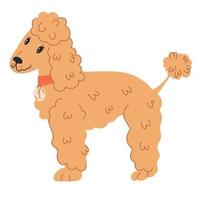 funny poodle dog lovely cartoon character, flat vector illustration isolated on white background. Domestic pet. Funny hand drawn dog or puppy, furry poodle.