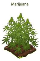 Green bush of cannabis and marijuana grown on the ground. The drug grows in the garden and the logo. vector