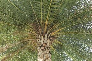 Palm trees and green palm leaves taken from a lower angle, or an ant view, show the branches of palm leaves on a beautiful green background and against the light of the sky at dawn. photo