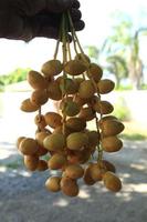 los dátiles amarillos maduros se cultivan orgánicamente, son dulces, deliciosos y frescos en una cesta tejida sobre un fondo azul y blanco con las manos de un hombre sosteniéndolos. foto