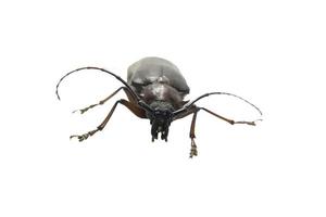 California Root Borer - deadly spikes - and hissing like a cockroach - is a ferocious scarab biting-pain-walking on a white background. photo