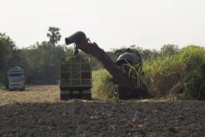 Sugarcane harvesters are harvesting farmer's produce to send factories to convert them into cane sugar for consumption and export to other countries as an industry and cash crop for sugar production. photo