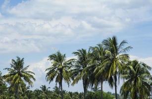 Sky-cumulus atmosphere that floats in the sky naturally beautiful on a sunny day with coconut palms as a backdrop against a beautiful blue sky background. photo