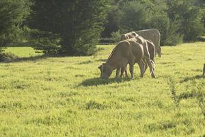 The cows are eating grass on the pasture of the farmer's farm, have a wire and release a small electric current, preventing the cow to escape from the farm in the evening the setting sun