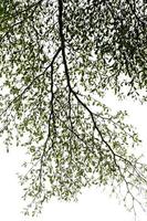 Tall trees and green leaves on a white background, gray sky on a day when the back is overcast from rain. There is no sun, overcast, shady, causing to see beautiful leaves. photo