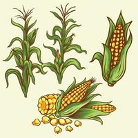 CORNS vegetables .eps vector