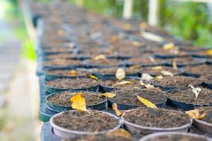 soil in arragned flowerpot photo