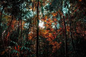 árbol natural en el bosque por la tarde con luz solar y sombra del árbol. foto