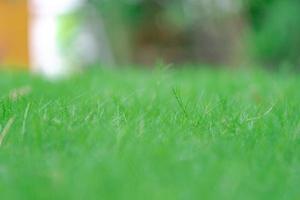 close up grass field in the garden with blur background. photo