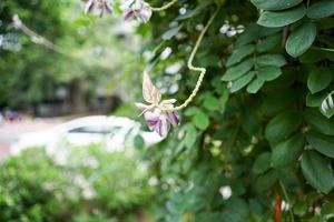 cerrar la flor al mediodía en el parque o jardín con fondo borroso foto