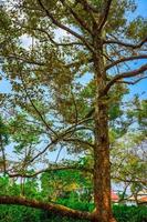 Under the shade of many branches of big and tall tree. photo