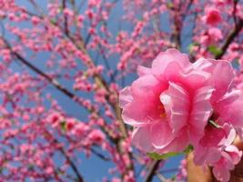 flor de sakura falsa en árbol seco foto