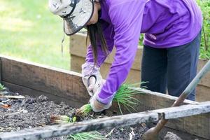 trabajador de jardín cuidando la planta en el jardín. foto