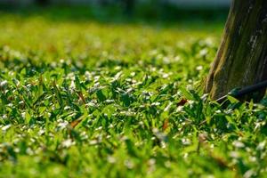 close up grass on the ground with sunlight effect. photo