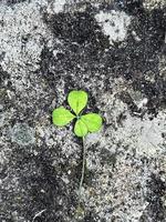 Clover with four leaves on natural stone background. Symbol of luck and dreaming. Shamrock plant, luck bringer. Nature background with empty space. St Patrick day card photo