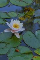Lotus in the lake photo