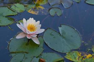 Pink lotus in the lake photo