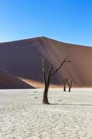 Dead Camel Thorn Tree photo