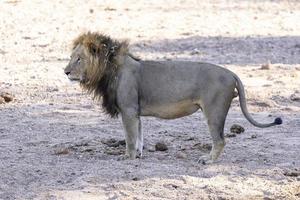 león macho grande en el lecho seco del río foto