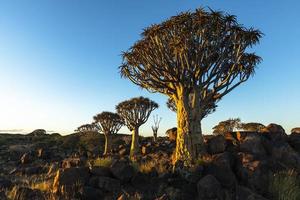 Quiver Trees and Rocks in Late Afternoon Light photo