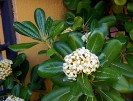 A white Daphne flower blooming photo