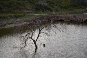Dry tree in the river photo