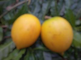 Blur photo of sapodilla abiu fruit