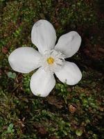 flor de jazmin planta ornamental foto