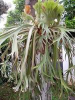 Deer antler leaf ornamental plant photo