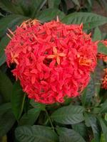 Red Ashoka flower ornamental plant photo