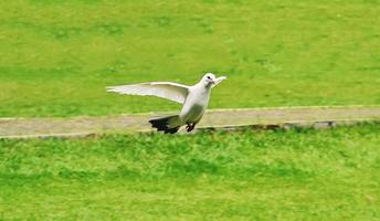 A white dove flies gliding over a green field photo