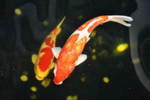 Koi fish and goldfish swimming in a pond with a fountain photo