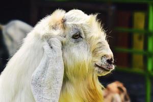 Sheep or goats or lamb originating from the Garut area, West Java, Indonesia photo