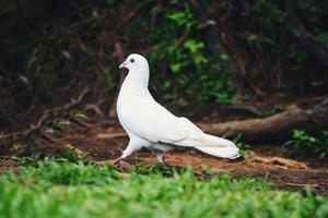 A white dove perched on the ground looking for food