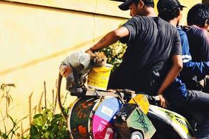 Bogor, West Java, Indonesia, May 5th 2022. A monkey that is used as a show by humans for profit. In Indonesian language it called topeng monyet. photo