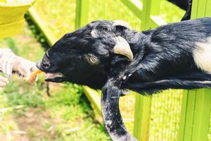 Sheep or goats or lamb originating from the Garut area, West Java, Indonesia photo