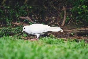 A white dove perched on the ground looking for food photo