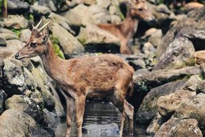A thirsty deer is looking for water in a small river photo