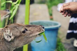 Deer feeding activities in conservation areas photo