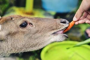 Deer feeding activities in conservation areas photo