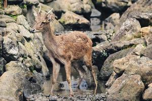 un ciervo sediento está buscando agua en un pequeño río foto