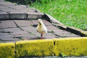 A white dove perched on the ground looking for food photo