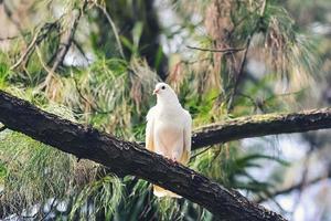 A white dove perched on a branch of a pine forest photo