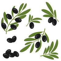 Black olives with leaves on a branch. Olive bunch.
