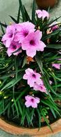 flor de petunia mexicana foto