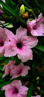 mexican petunia flower photo